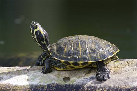 Trachemys scripta elegans, elva nádherná