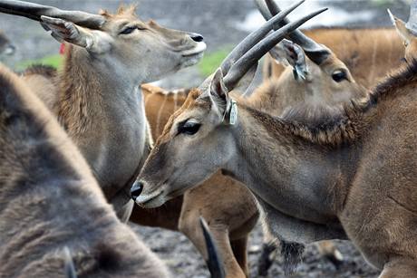 Poslouí vdeckým úelm. Padesátka eských antilop losích moná vyeí africké hladomory.