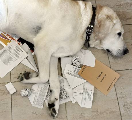 Labrador si ustlal na nepotebných volebních lístcích.