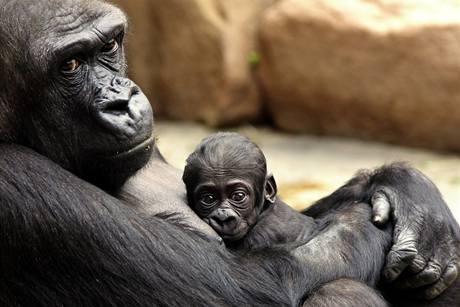 Gorilí matka Kijivu