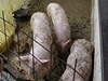 Jaroslav Vojtek z Troubek zachránil ped utonutím svá prasata, kdy je pechodn umístil na balkon svého domu. 