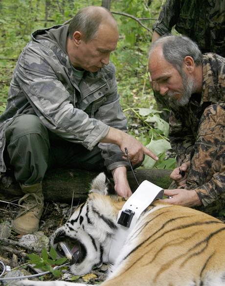 Rusk premir Vladimir Putin pzuje s uspanm tigrem