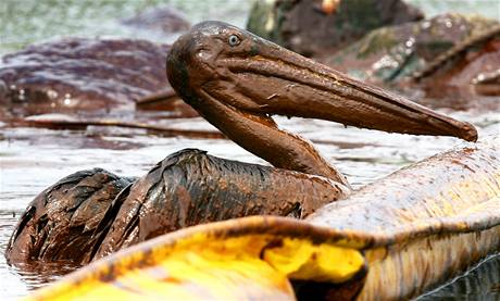 Ropná katastrofa - pelikán pokrytý vrstvou ropy