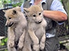 Zoo Brno má deset arktických vlat