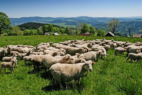 Ovce na agrofarm