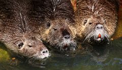 Kapybary (ilustrační foto)