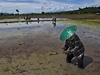 Práce na rýových plantáích v Thajsku.