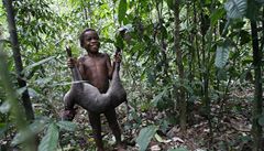 Pygmejové v Kongu