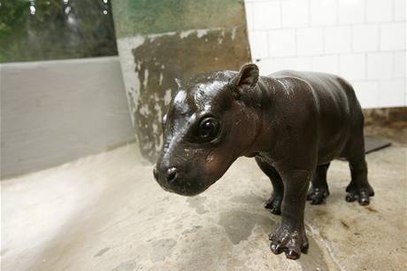 Desetidenní hroiku Agátku - samiku Hroíka liberijského pedstavili v olomoucké zoo na Svatém kopeku 