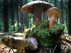 Hib dubový (uprosted) a hiby hndé, zvané té suchohiby v lese poblí Svatého Kopeku u Olomouce.
