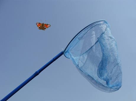 Chytání motýl (ilustraní foto)
