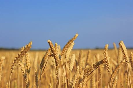 Syngenta patí k pedním svtovým výrobcm chemických látek, je se pouívají v zemdlství.