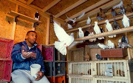 Mike Tyson se svými holuby.