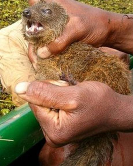Nový druh masoravého savce, který objevili vdci na Madagaskaru.