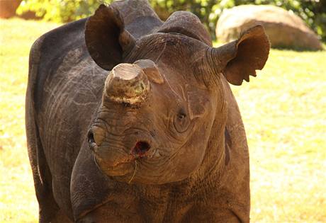 Vzácnou samici nosoroce chtli pytláci zabít devtkrát, nyní zotavuje se v zoo.