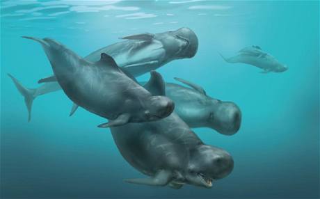 Prehistorický delfín.