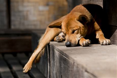 Pes - tulák (ilustraní foto)