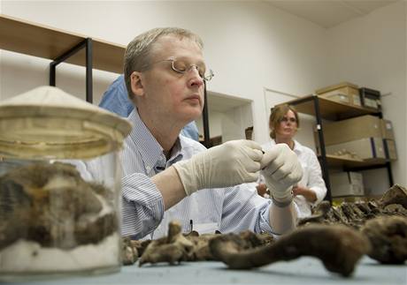 Profesor Niels Linnerup z Kodaské univerzity zkoumá ostatky Tycha Braha.