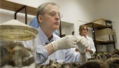 Profesor Niels Linnerup z Kodaské univerzity zkoumá ostatky Tycha Braha.