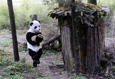 Vdci se pevlkli za pandy, aby zachrnili pandy