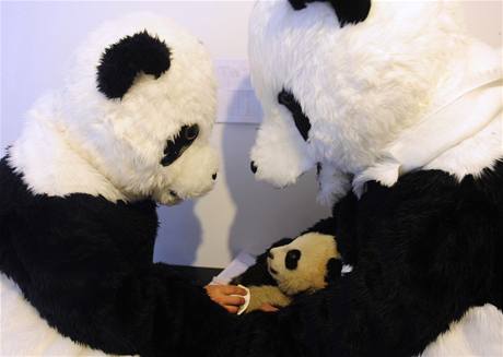 Vdci se pevlékli za pandy, aby zachránili pandy