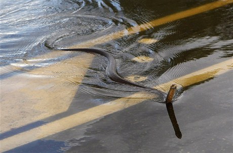 Ped velkou vodou v Austrálii prchají i hadi.