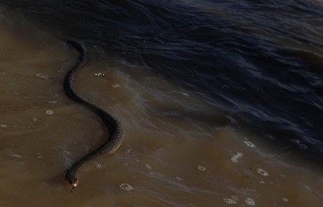 Had na zaplavené silnici v Rockhamptonu