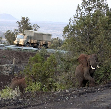 V Keni postavili prvn africk podchod pro slony