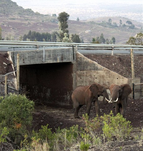 V Keni postavili prvn africk podchod pro slony