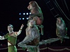 Vystoupení opiek na Cirkus Cirkus Festivalu