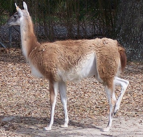 Lama (ilustraní foto).