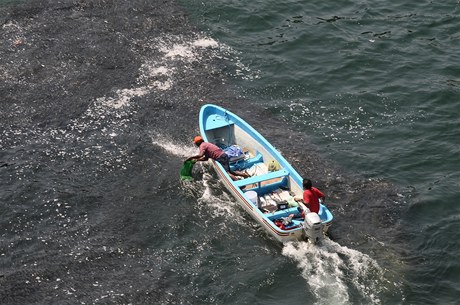 Obrovské masy sardinek, anoviek, okoun a makrel se v pátek vynoily u jedné pláe mexického letoviska Acapulka