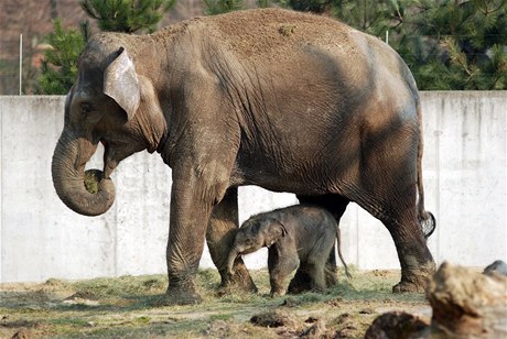 Sln narozené v ostravské zoo se svou matkou