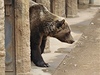 Medvdi z plzeské zoo.