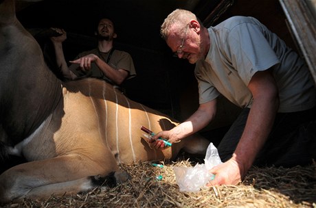 Veterin Ji Vhala (vpravo) za asistence zoologa Pavla Brandla odebr v kamionu vzorky a pipravuje na probuzen uspanou antilopu Derbyho.