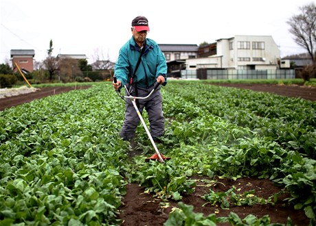 Japontí farmái musí kvli radiaci uniklé z elektrárny likvidovat úrody.