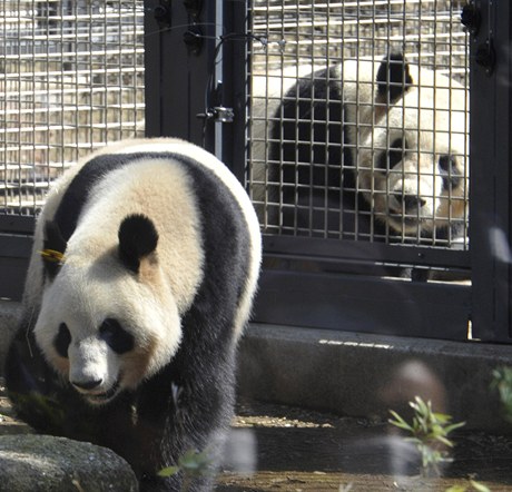 Dv pandy velké, vpravo samec a vedle nj samika 