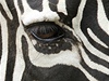 Zebra (ilustraní foto)