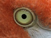 Oko plameáka rového (Phoenicopterus roseus)