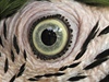 Oko papouka Ara ararauna