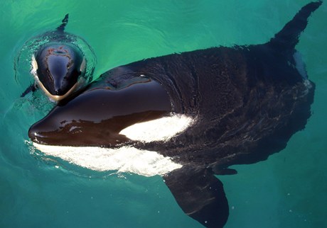Kosatka Wikie se svým mládtem ve vodním parku
