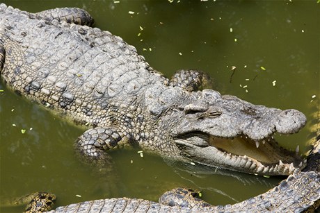 Krokodýli (ilustraní foto)