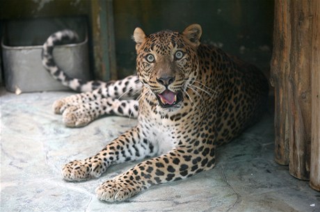 Samce levharta cejlonského, který se jmenuje Arnold pivezli v sobotu 2. února do brnnské zoo ze panlska