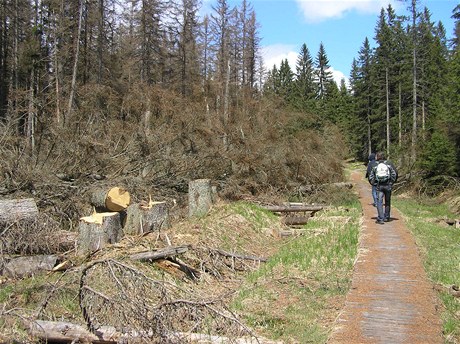 Cikánská sla - tady u podmáený smrkový prales nebude