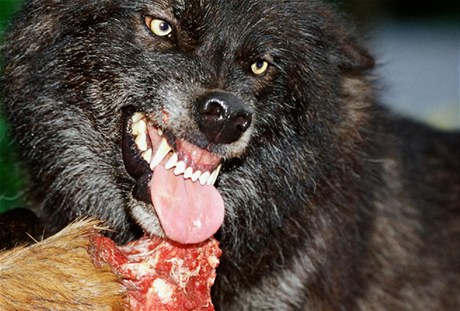 Hladový vlk (ilustraní foto).