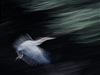 Pavel Záhorec: : TIGER HERON : Letovka volavky za ranního úsvitu nad Rio Negro (Brazílie) (ocenno v kategorii Emotions, Single)