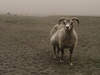 Ovci komplikuje pastvu spadaný prach a popel