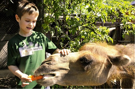 Krmení zvíátek v ZOO