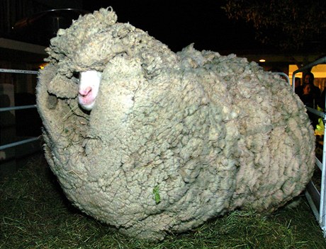 Uhynula nejznámjí novozélandská ovce Shrek