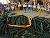 Lidé ekají ve front na okurky bhem protestí akce "Yo? Producto Andaluz!" (Já? Produkt Andalusie). Chjí tak podpoit prodej zeleniny v Andalusii.